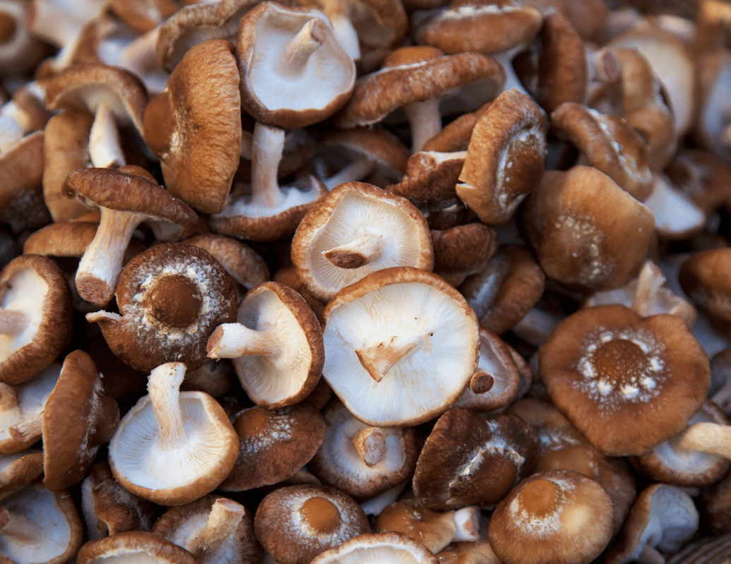 mushrooms kennett square