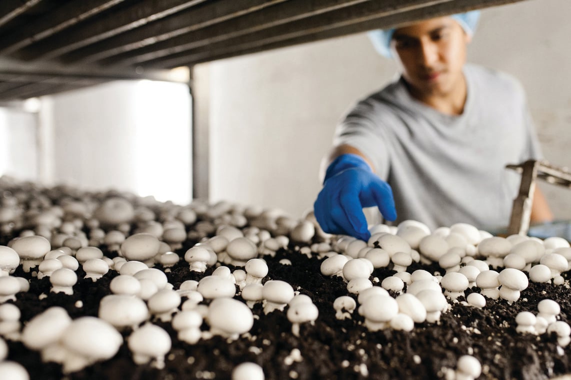 kennett square mushrooms